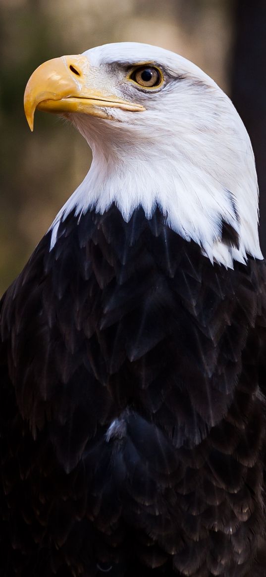 bald eagle, eagle, bird, predator, feathers, beak