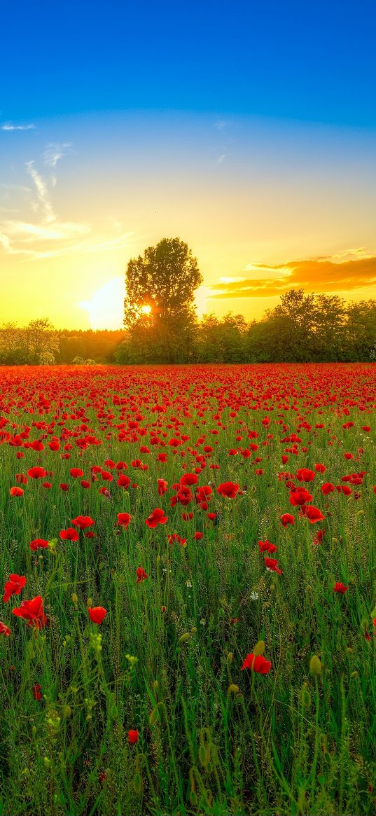 poppies, field, bloom, sunset, clouds