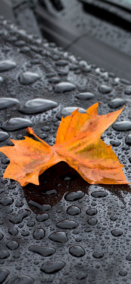 leaf, maple, drops, hood, rain, autumn