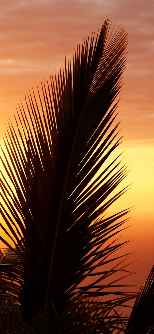 palm tree, branch, sunset, outline