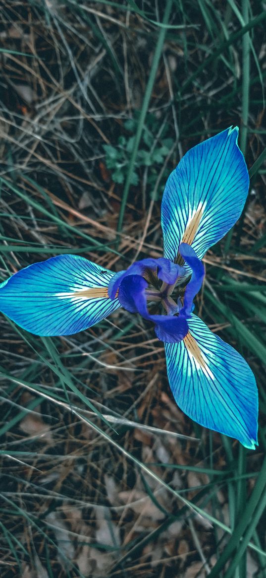 iris, flower, striped, grass