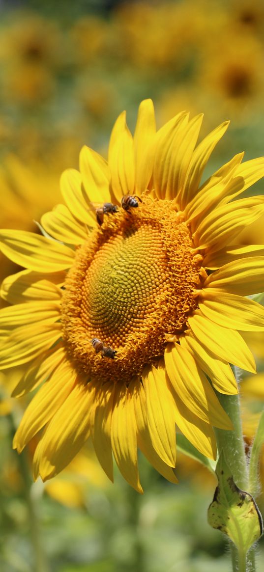 sunflower, bees, pollination, yellow, blur