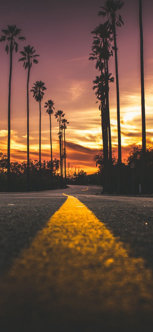 palms, road, marking, trees, sky