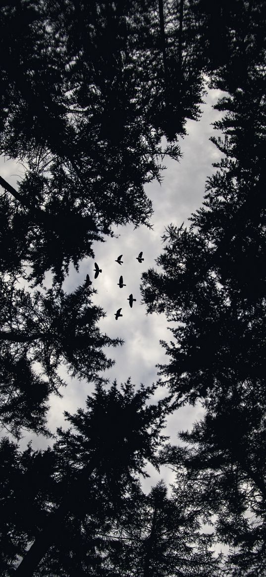 trees, bottom view, birds, bw, tops