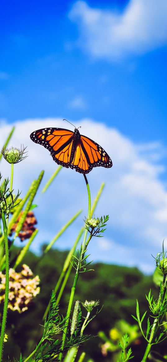 monarch butterfly, butterfly, close-up, wings, patterns