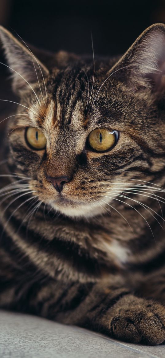 cat, muzzle, striped, pensive