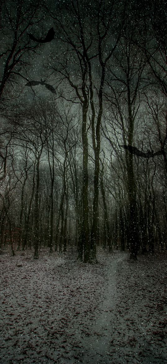 forest, gloomy, bats, snow, fog