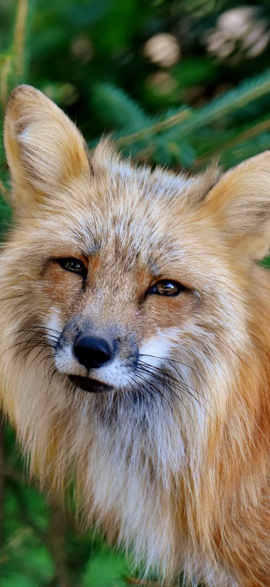 fox, predator, wildlife, squint