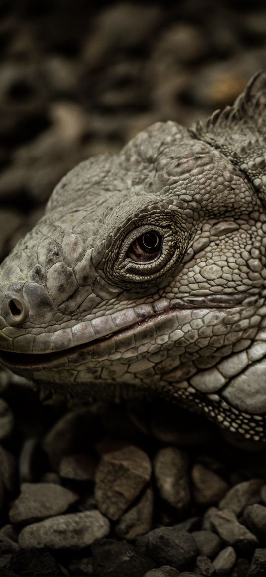 iguana, reptile, scales, stones