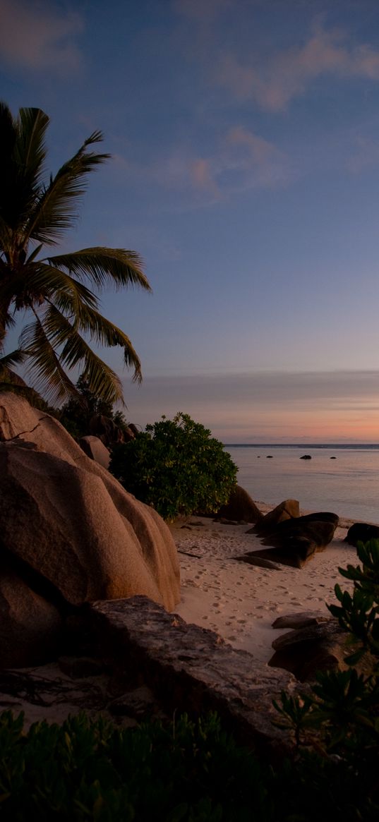 palm, beach, ocean, seychelles