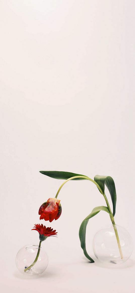 flowers, vase, attraction, minimalism