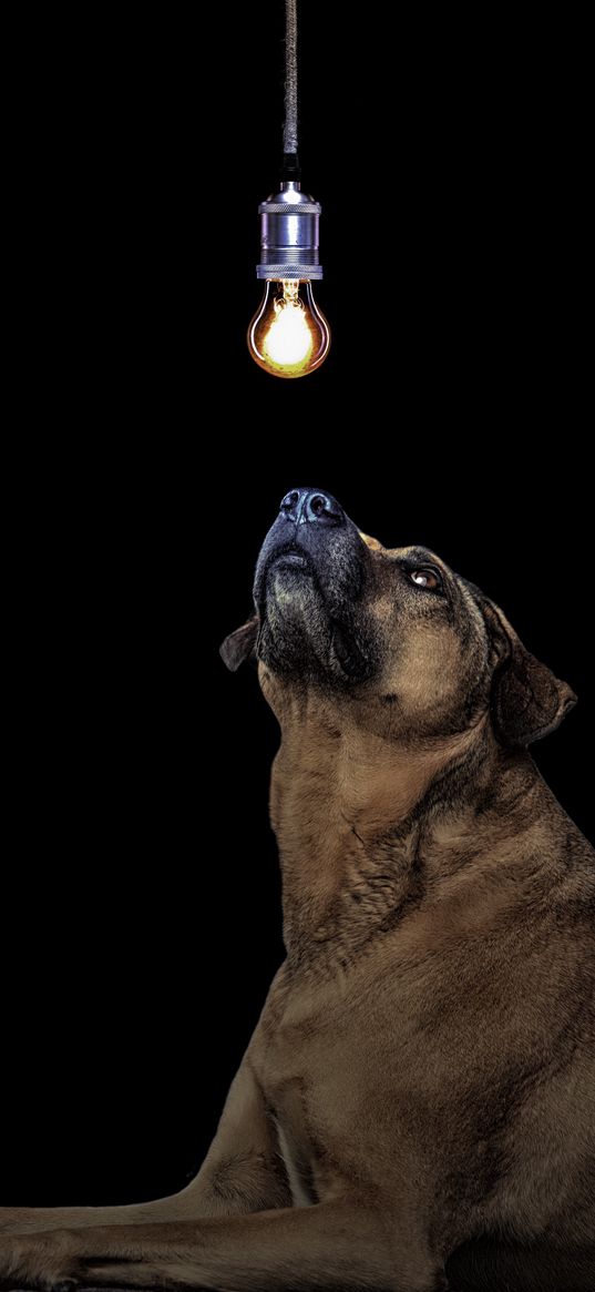 dog, light bulb, idea