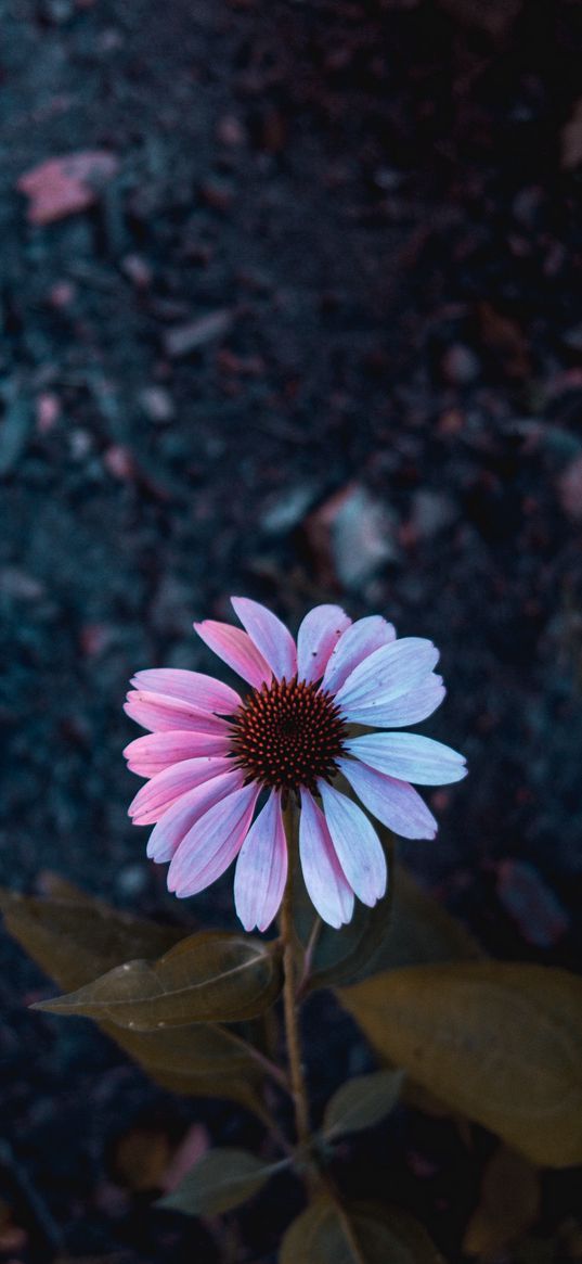 osteospermum, flowering, petals, blur