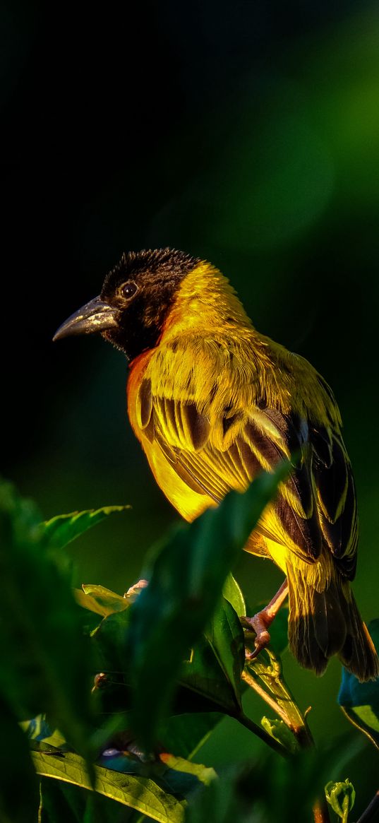 bird, wildlife, leaves