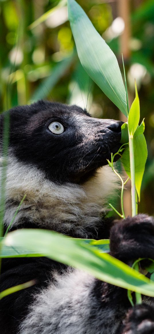 ruffed lemur, lemur, wildlife