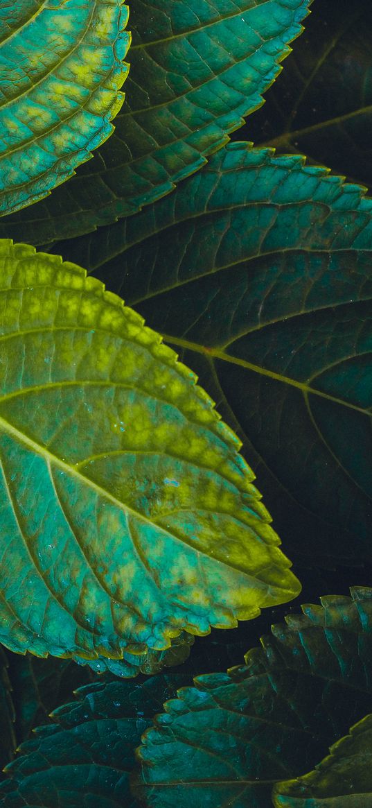 leaves, plant, carved, green