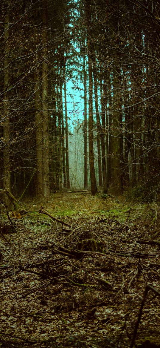 forest, autumn, passage, branches, leaves