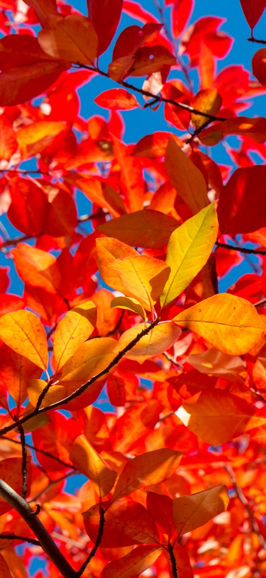 leaves, branches, autumn, sunny