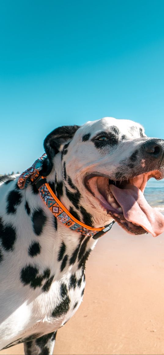 dalmatian, dog, protruding tongue, collar