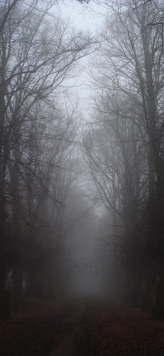 forest, fog, autumn, path, overcast