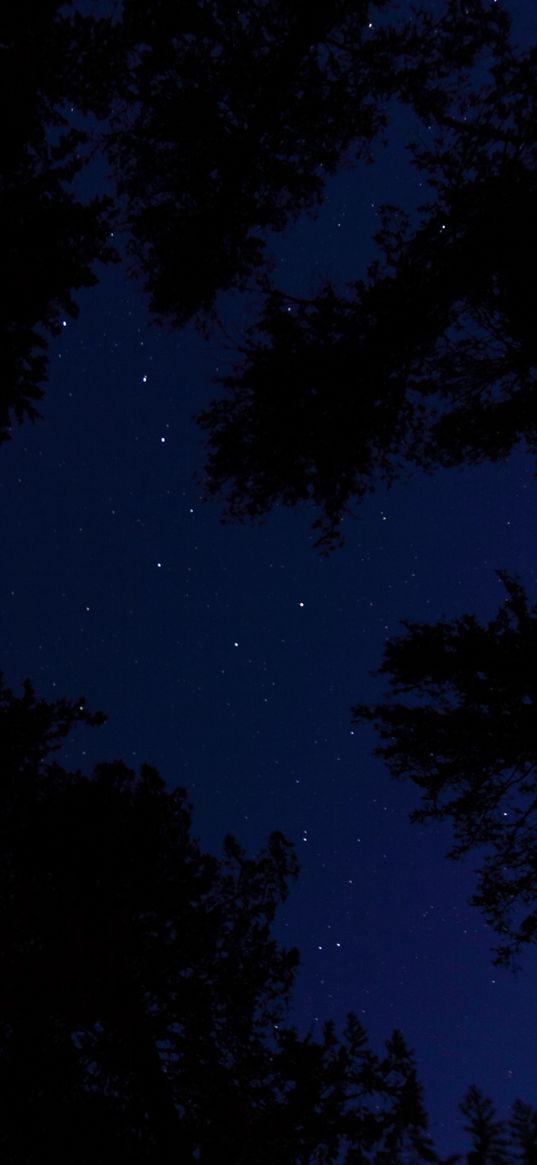 starry sky, trees, night, bottom view