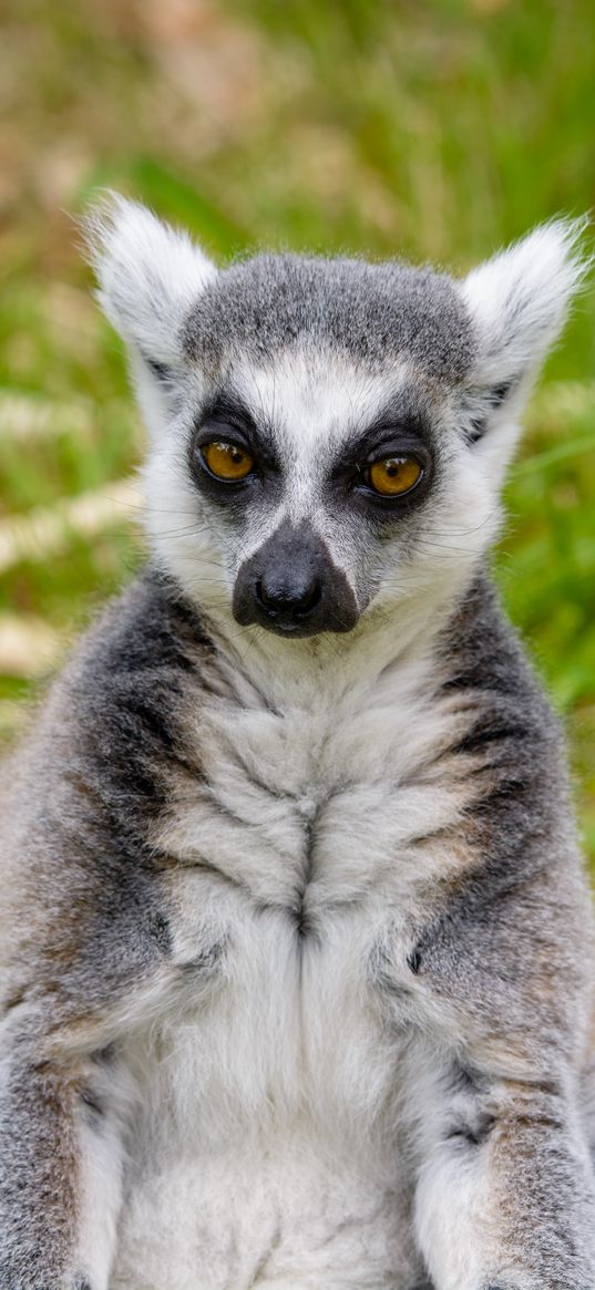 lemur, look, pensive