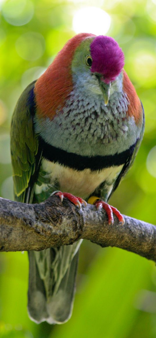 superb fruit dove, bird, australia