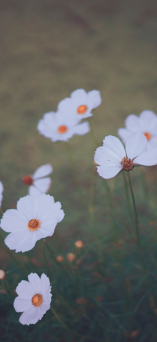 cosmos, wildflowers, blur