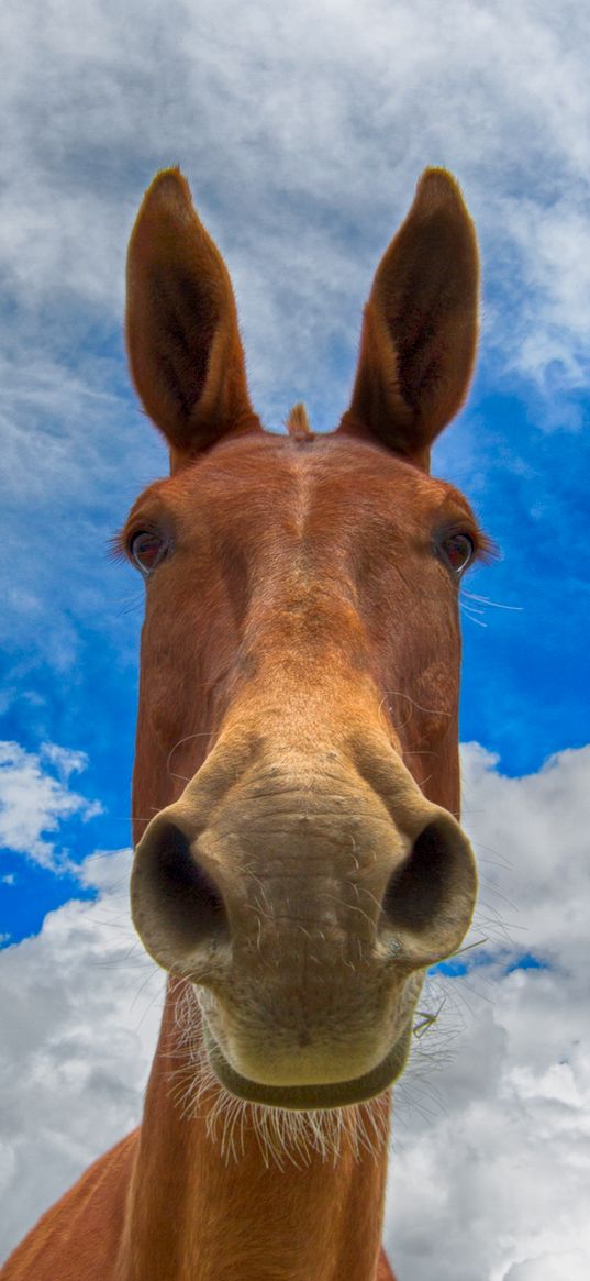 horse, muzzle, funny, observe