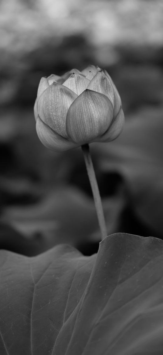 lily, leaves, bw, bud