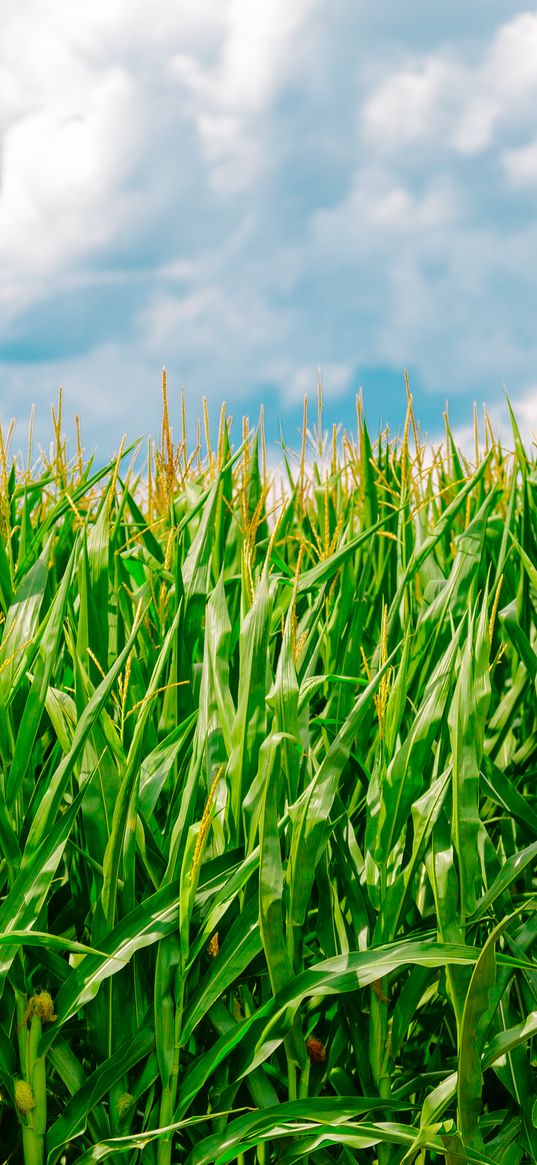 corn, field, summer, farm