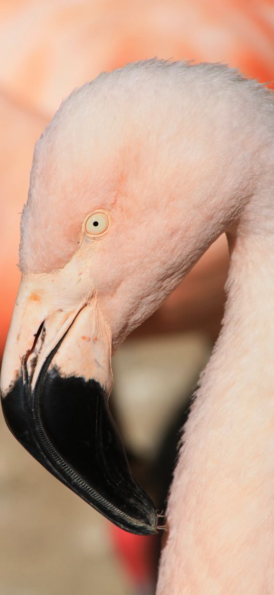 flamingo, bird, beak, pink