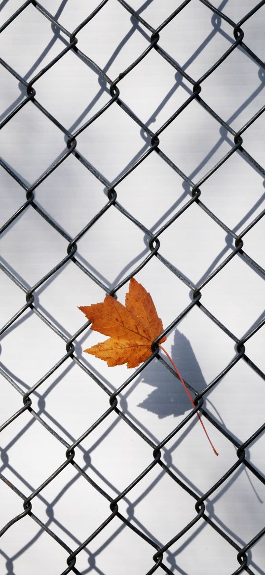 maple leaf, fence, grille, minimalism, autumn