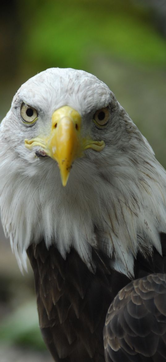 bald eagle, eagle, bird, predator, beak, feathers