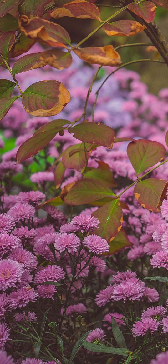 chrysanthemums, flowerbed, bloom, flowers