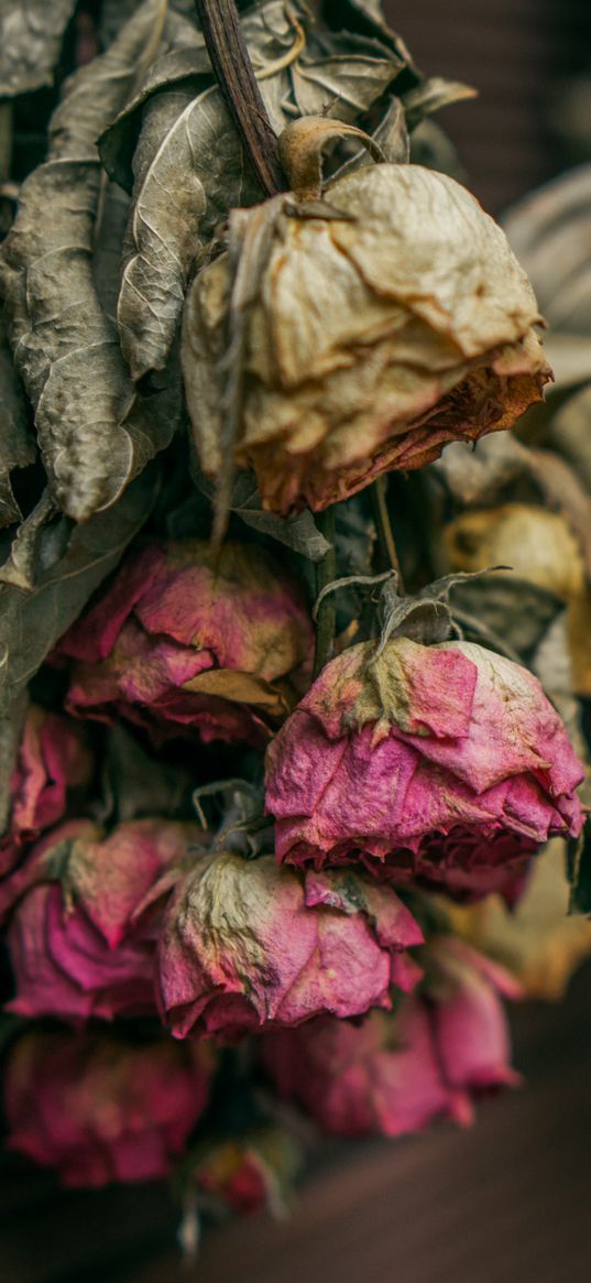 roses, dry, herbarium