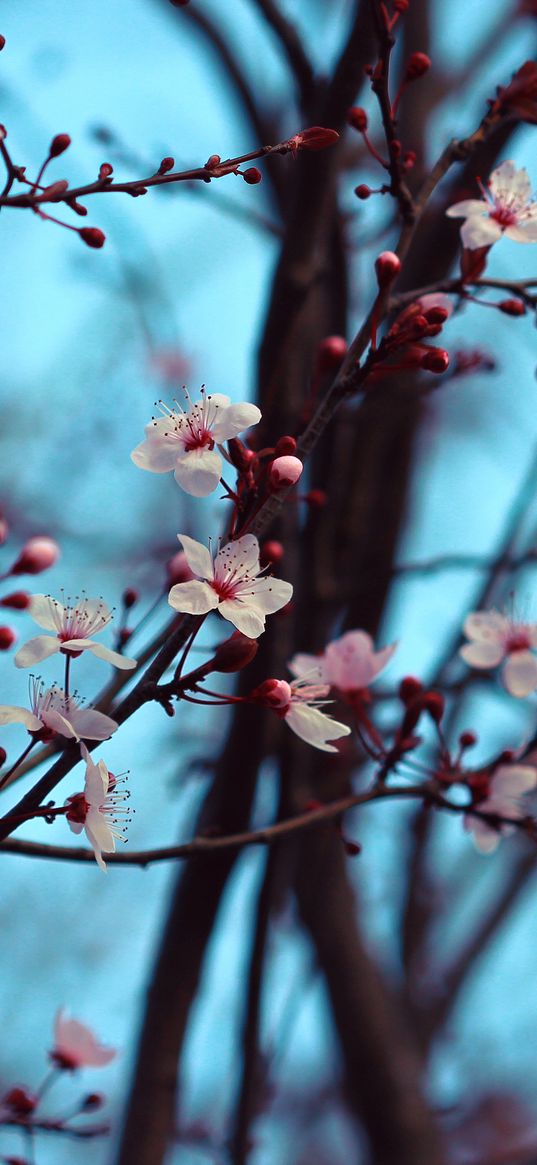 cherry, bloom, spring, branches, flowers