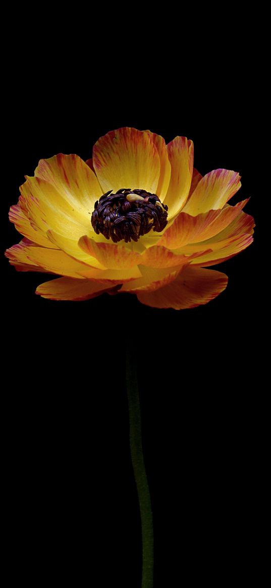 ranunculus, flower, stem, bud