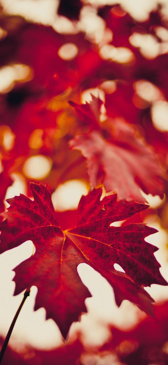 maple leaf, autumn, blur, red