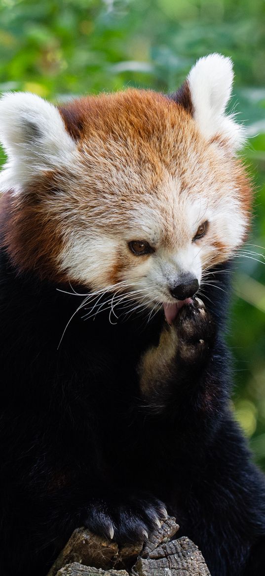 fire panda, small panda, red panda, panda, lick