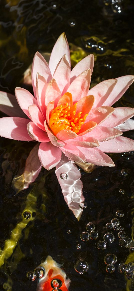 water lily, nymphaea, flowering, water