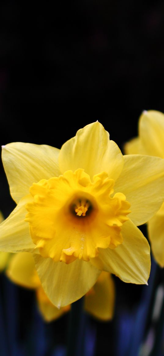 daffodil, flowering, yellow