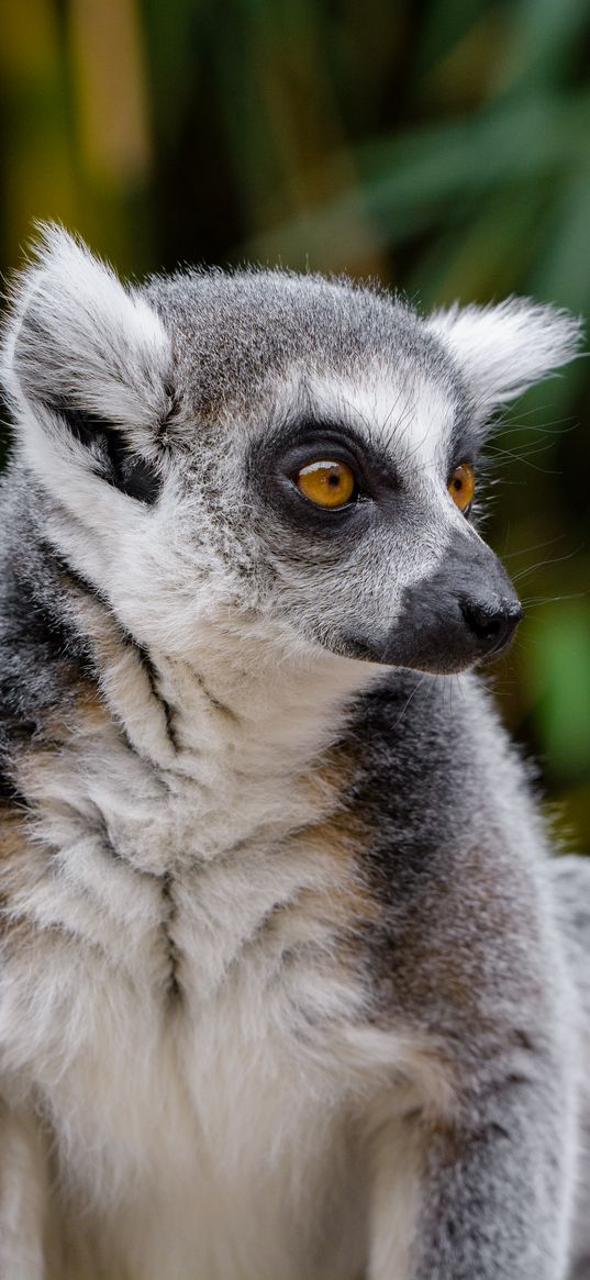 lemur, wildlife, view