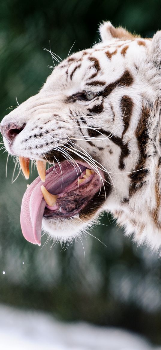 white tiger, grin, protruding tongue, predator