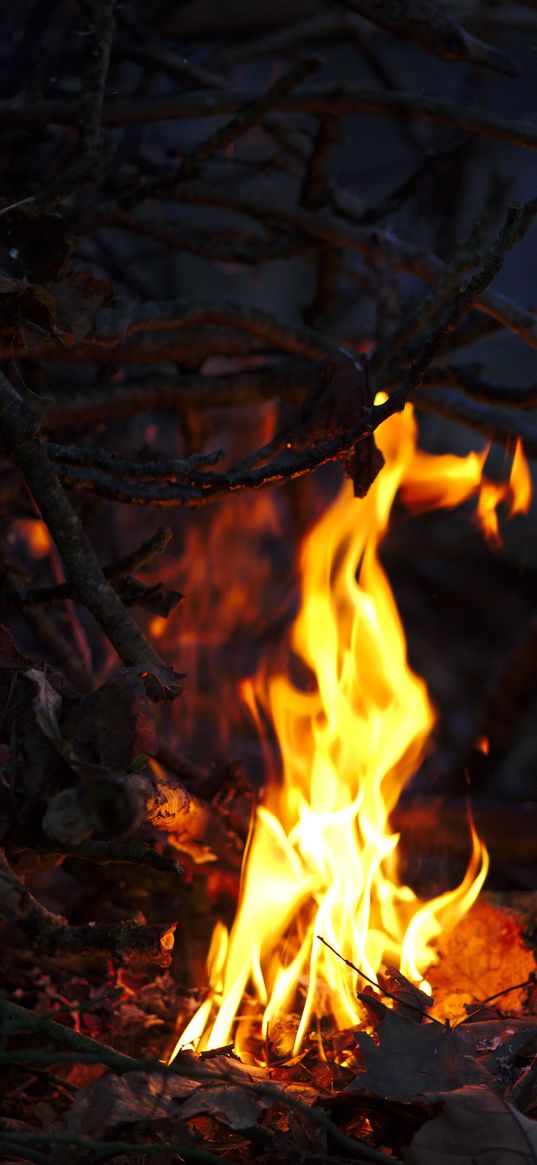 bonfire, fire, flames, foliage, camping, branches