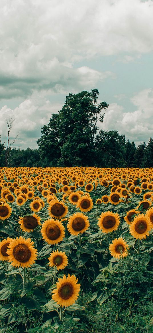 sunflowers, field, flowers, bloom, summer, clouds