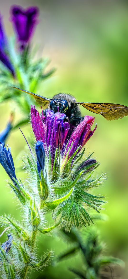 bee, flower, nectar, macro