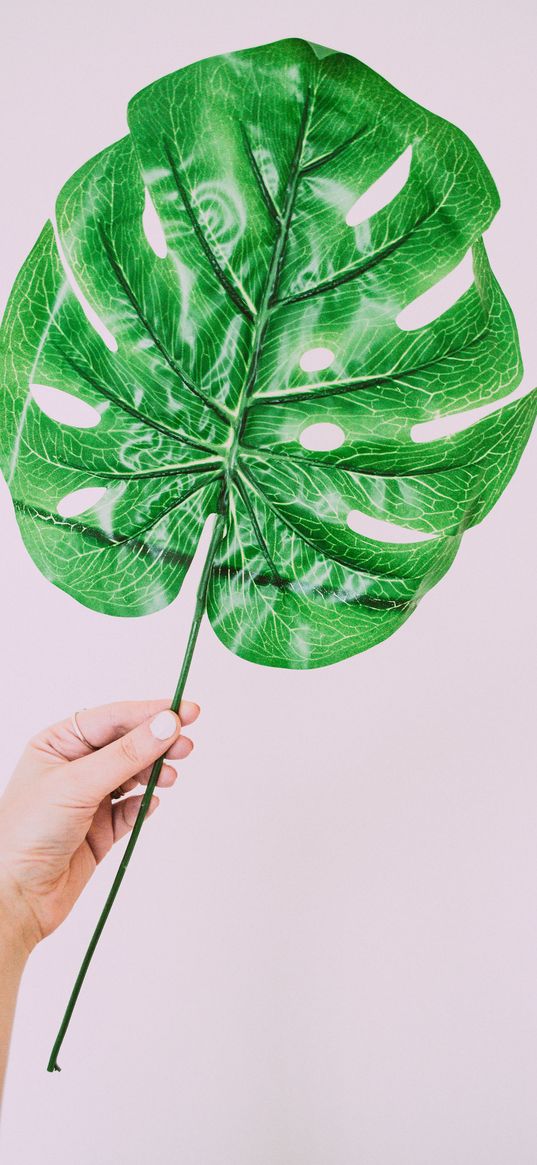 monstera, hand, leaf, minimalism