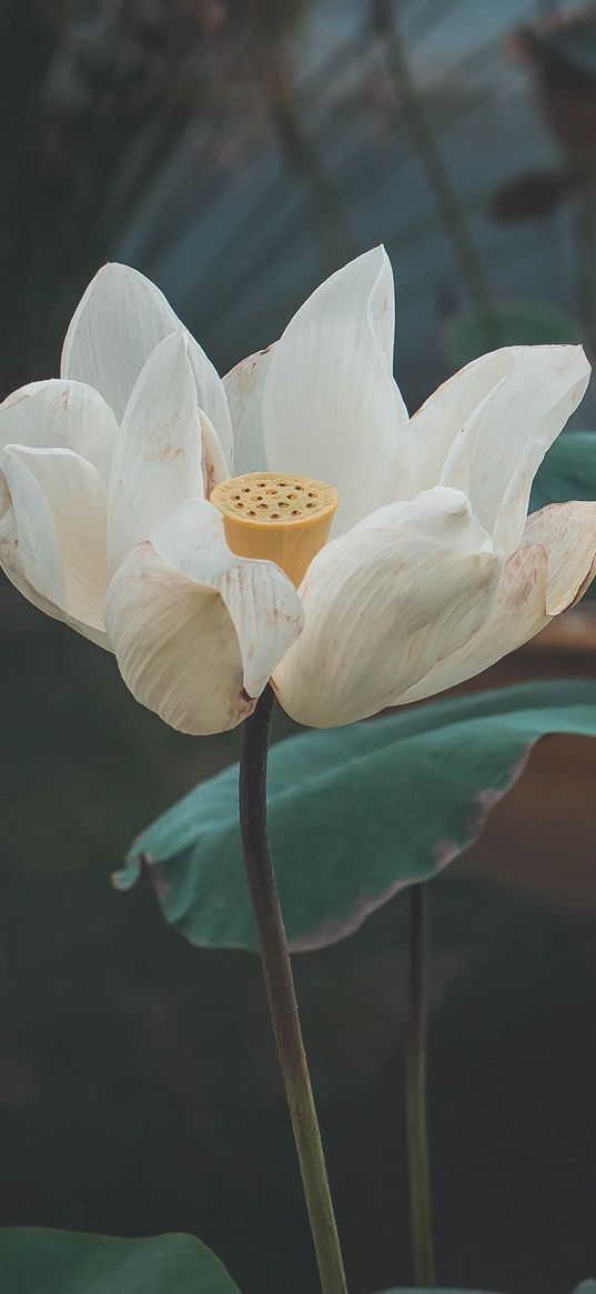 lotus, flower, white, bud, petals, bloom