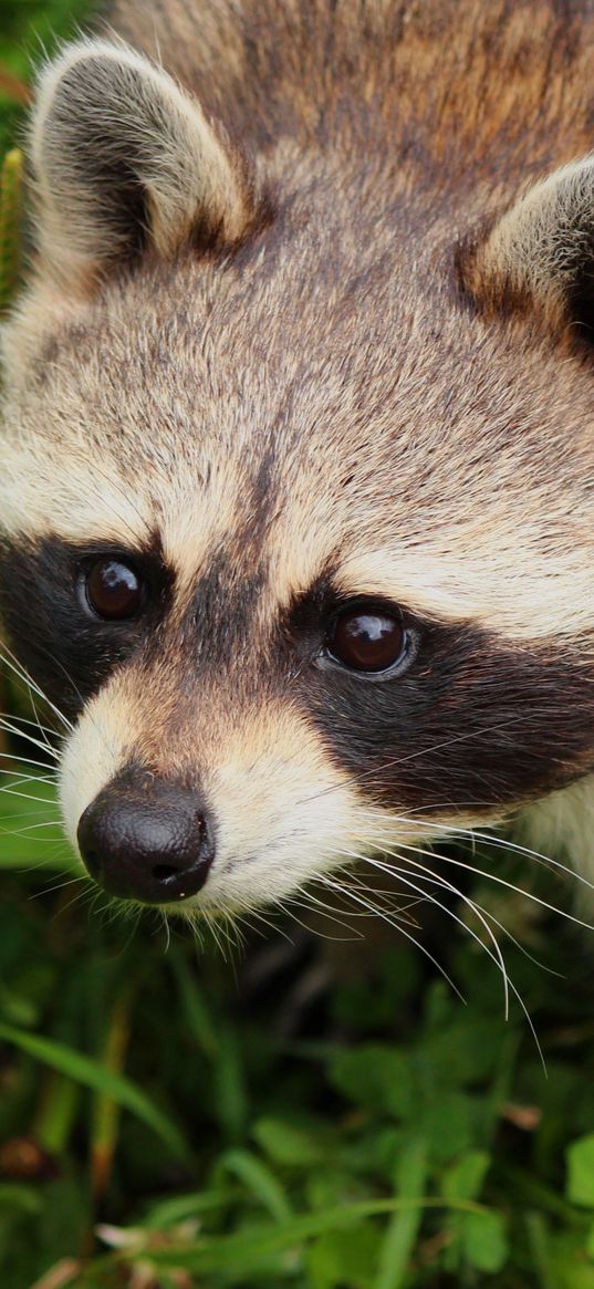 raccoon, animal, muzzle, cute